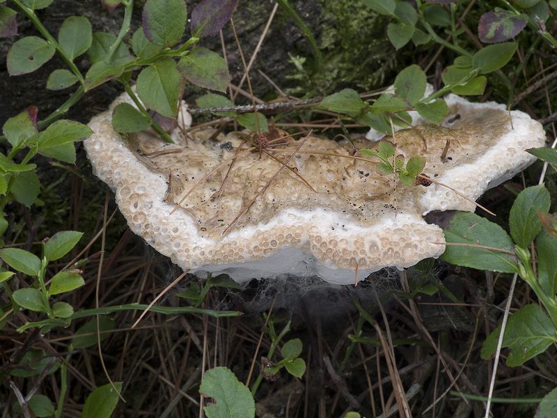 Oligoporus guttulatus